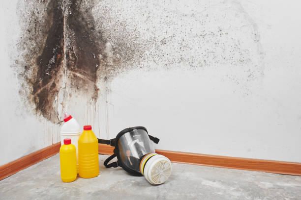 Best Mold Remediation for Healthcare Facilities  in Holley, FL